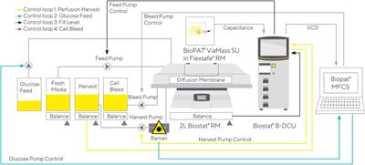 A Novel Approach for Non-Invasive Continuous In-Line Control of Perfusion Cell Cultivations by Raman Spectroscopy